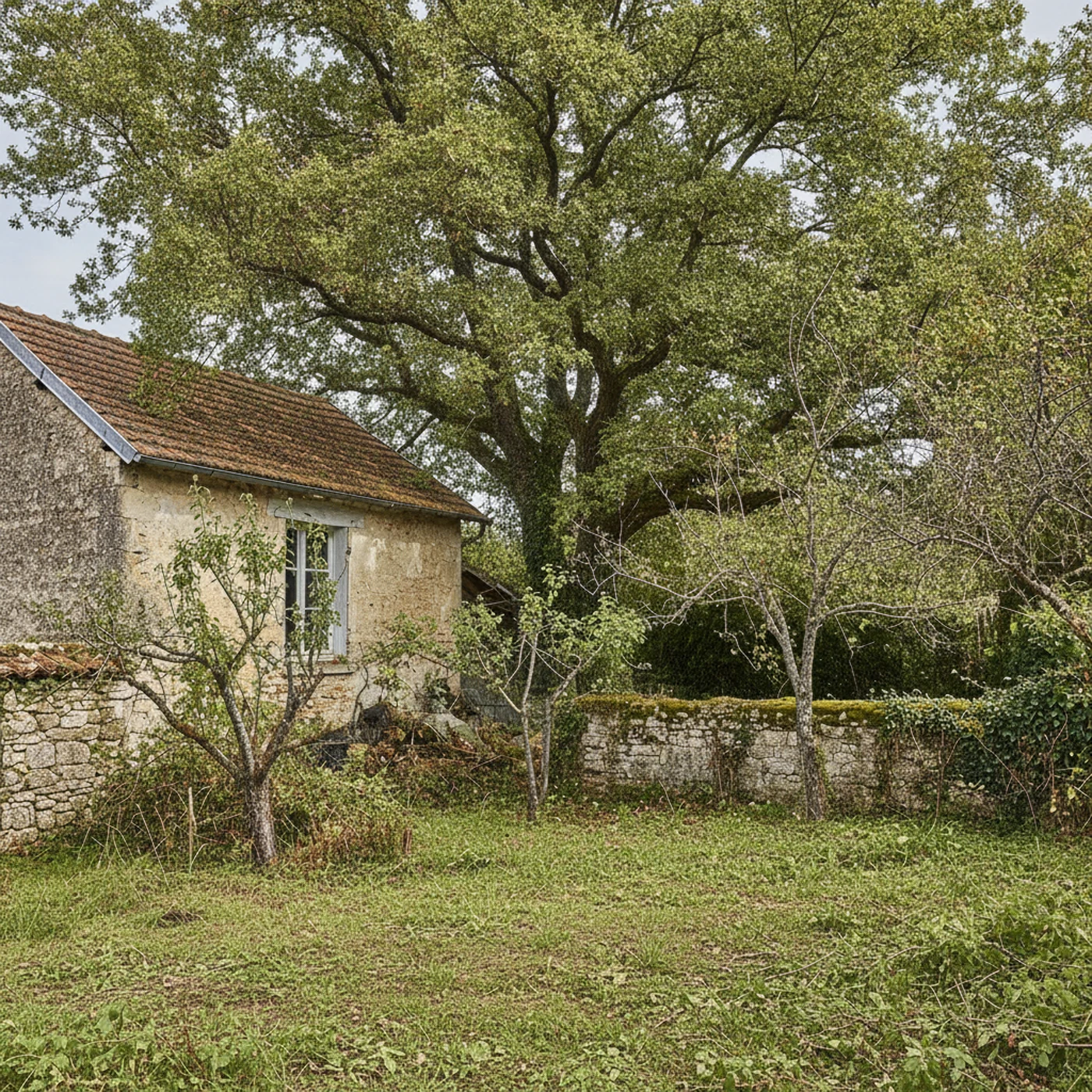 Arbre allégé après élagage raisonné à Bourg-en-Bresse
