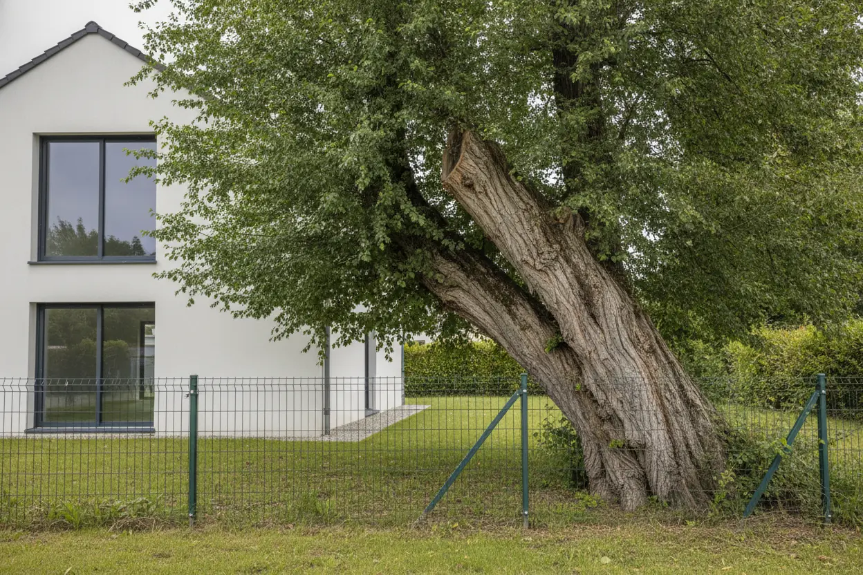 Frêne penché avant abattage dans un jardin à Bourg-en-Bresse